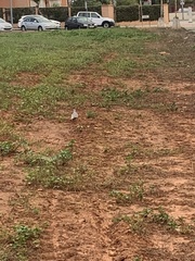 Streptopelia decaocto