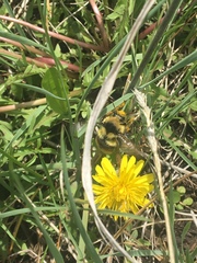 Bombus bifarius