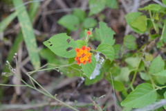 Lantana camara
