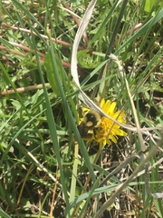 Bombus bifarius