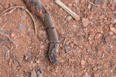 Oligodon sublineatus