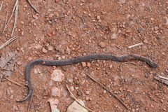 Oligodon sublineatus