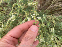 Heliotropium ciliatum