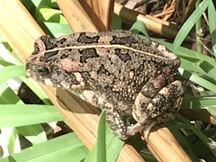 Sclerophrys gutturalis
