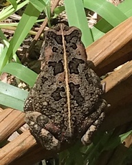 Sclerophrys gutturalis