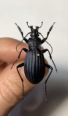 Carabus exaratus