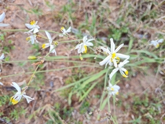Chlorophytum galpinii