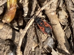 Melanocoryphus tristrami