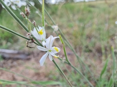 Chlorophytum galpinii