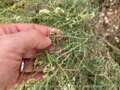 Heliotropium ciliatum