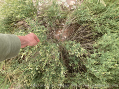 Heliotropium ciliatum