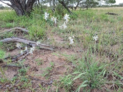 Chlorophytum galpinii