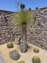 Yucca queretaroensis