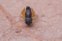 Spatulosminthurus lesnei