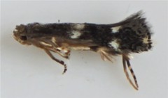 Phylloporia bistrigella