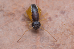 Spatulosminthurus lesnei