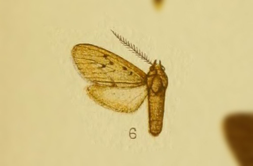 Tricypha ochrea