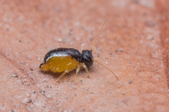 Spatulosminthurus lesnei