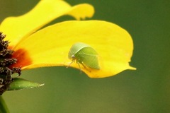 Spissistilus festinus