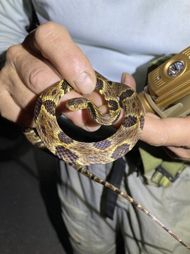 Trinidad Snail-eater