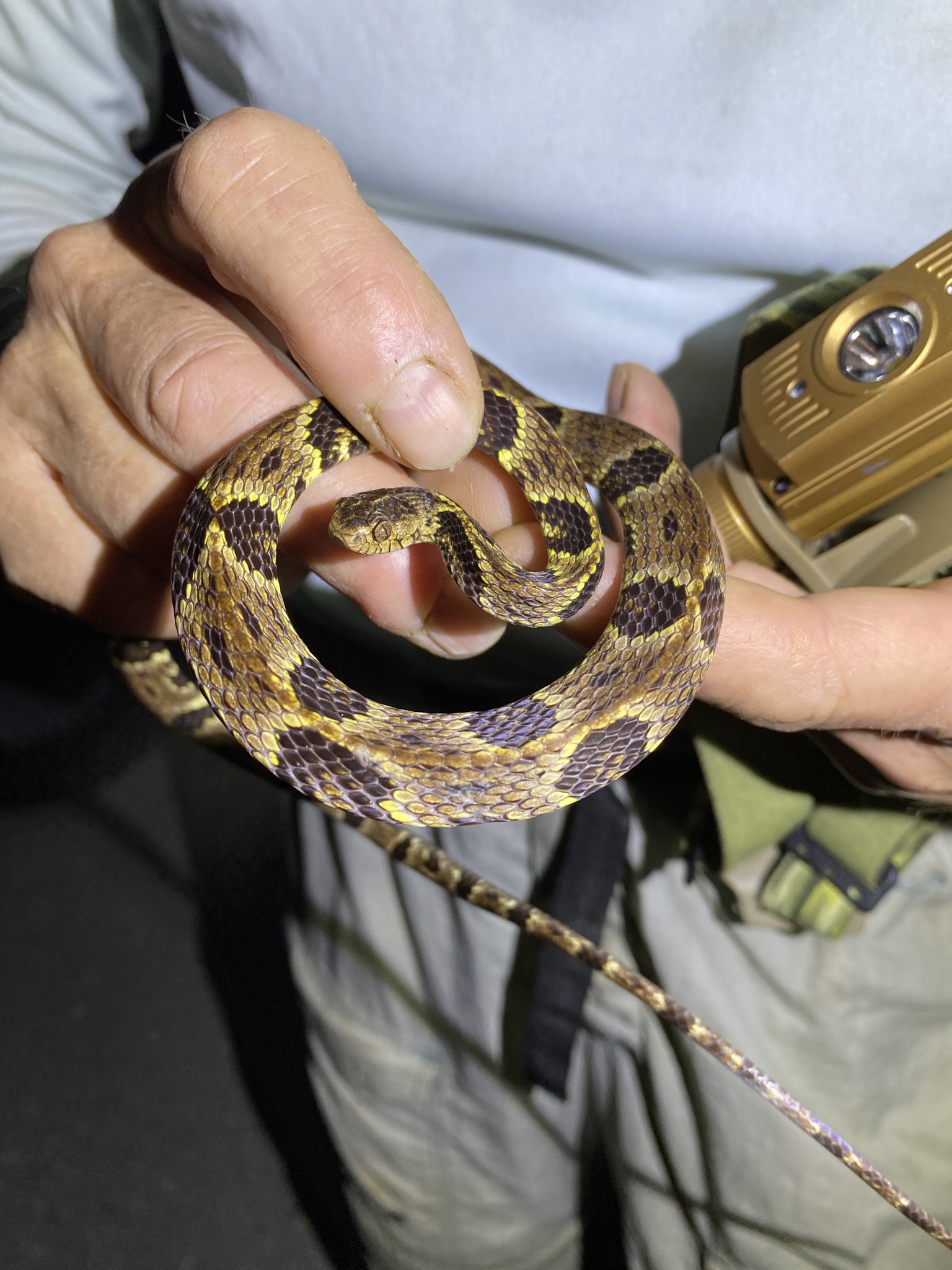 Trinidad Snail-eater, Dipsas trinitatis