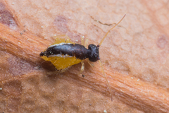 Spatulosminthurus lesnei