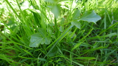 Cardamine raphanifolia