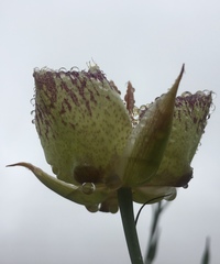 Calochortus weedii intermedius