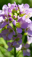 Cardamine raphanifolia