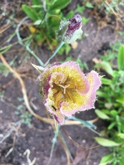 Calochortus weedii intermedius