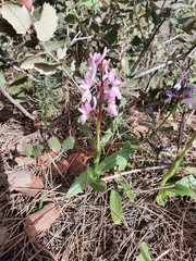 Orchis laeta