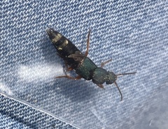 Platydracus fulvipes