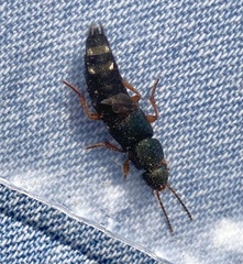 Platydracus fulvipes