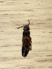 Platydracus fulvipes