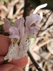 Orchis laeta