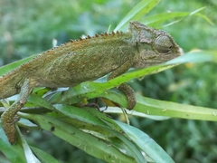 Bradypodion melanocephalum