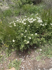 Argyranthemum adauctum subsp. canariense image