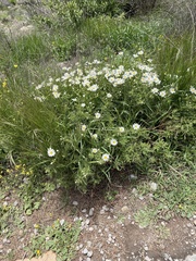 Argyranthemum adauctum image