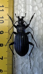 Carabus exaratus