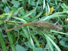 Bradypodion melanocephalum