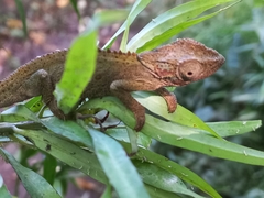 Bradypodion melanocephalum