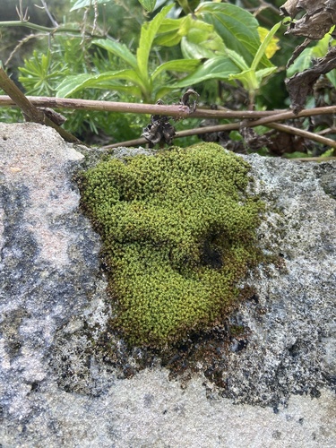 Weissia jamaicensis observed 2022-03-29