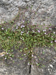 Cymbalaria muralis