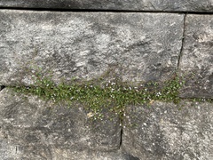 Cymbalaria muralis