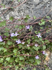 Cymbalaria muralis