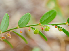 Phyllanthus loandensis