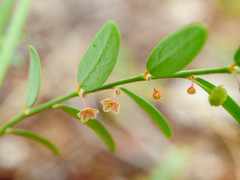 Phyllanthus loandensis