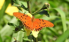 Dione vanillae