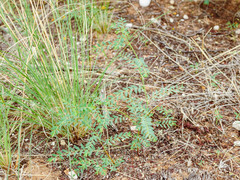 Phyllanthus loandensis