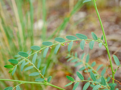Phyllanthus loandensis